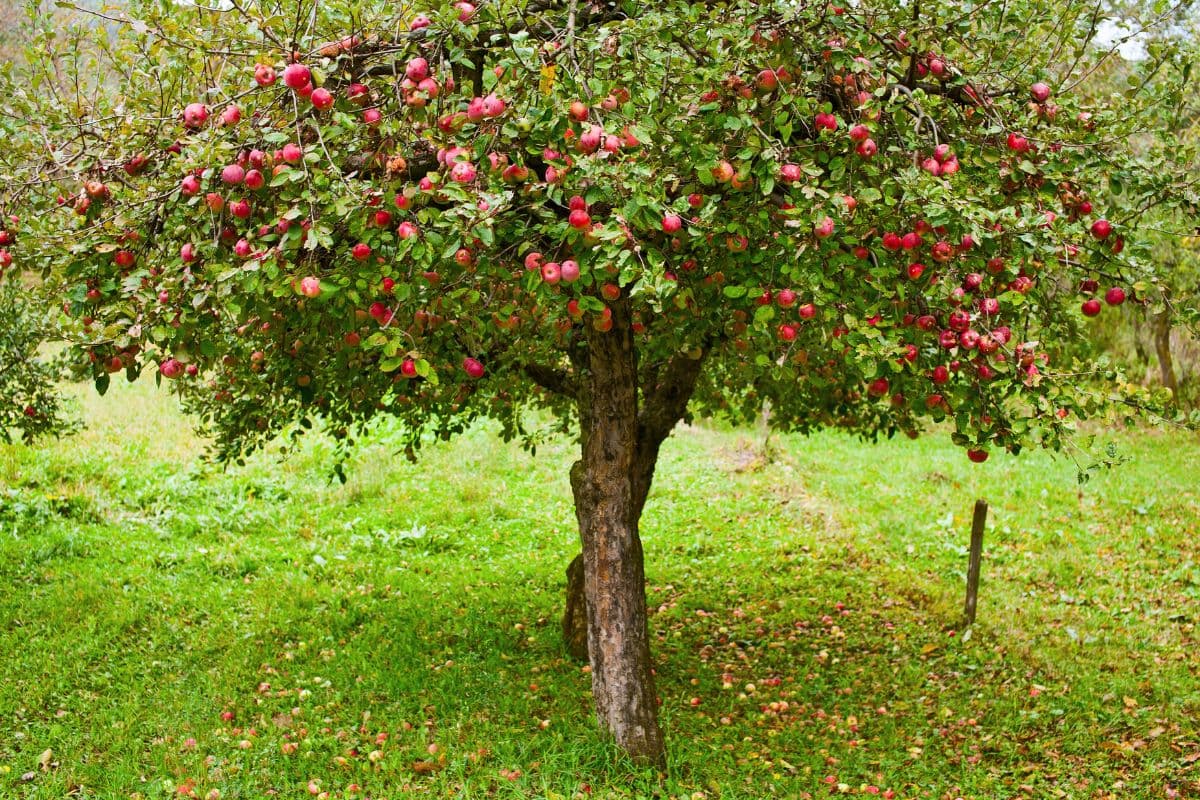 Crabapple tree - safe for planting near septic systems