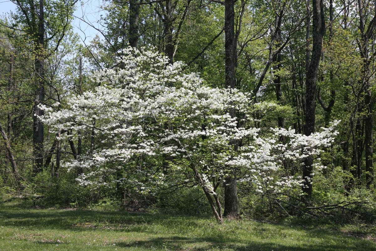 Flowering Dogwood tree - safe for planting near septic systems