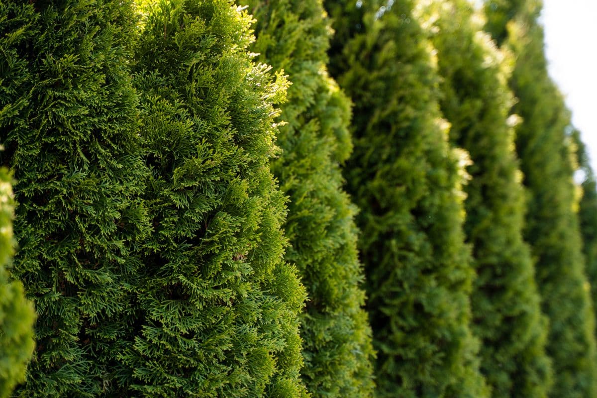 Thuja Green Giant arborvitae tree