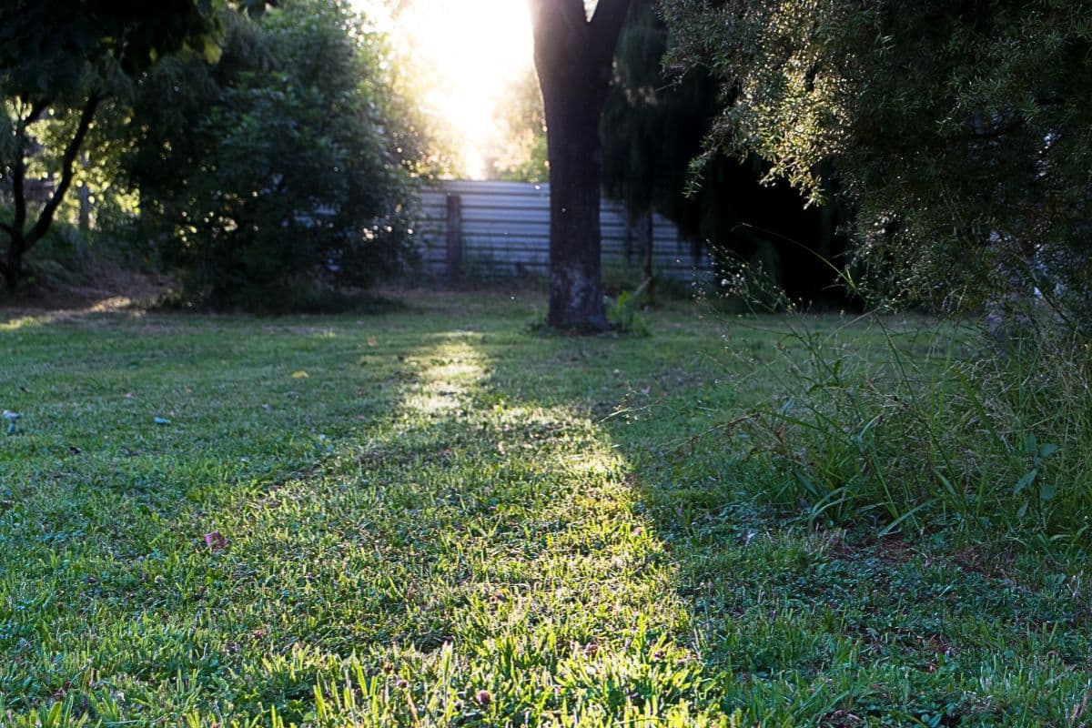 Shallow-rooted plants growing over a septic drainfield
