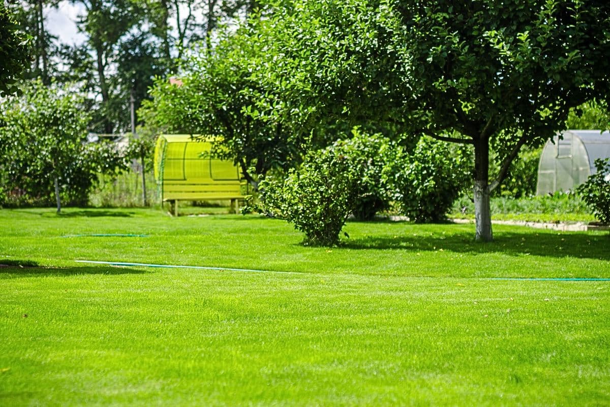 Tree roots growing into septic system pipes and tank